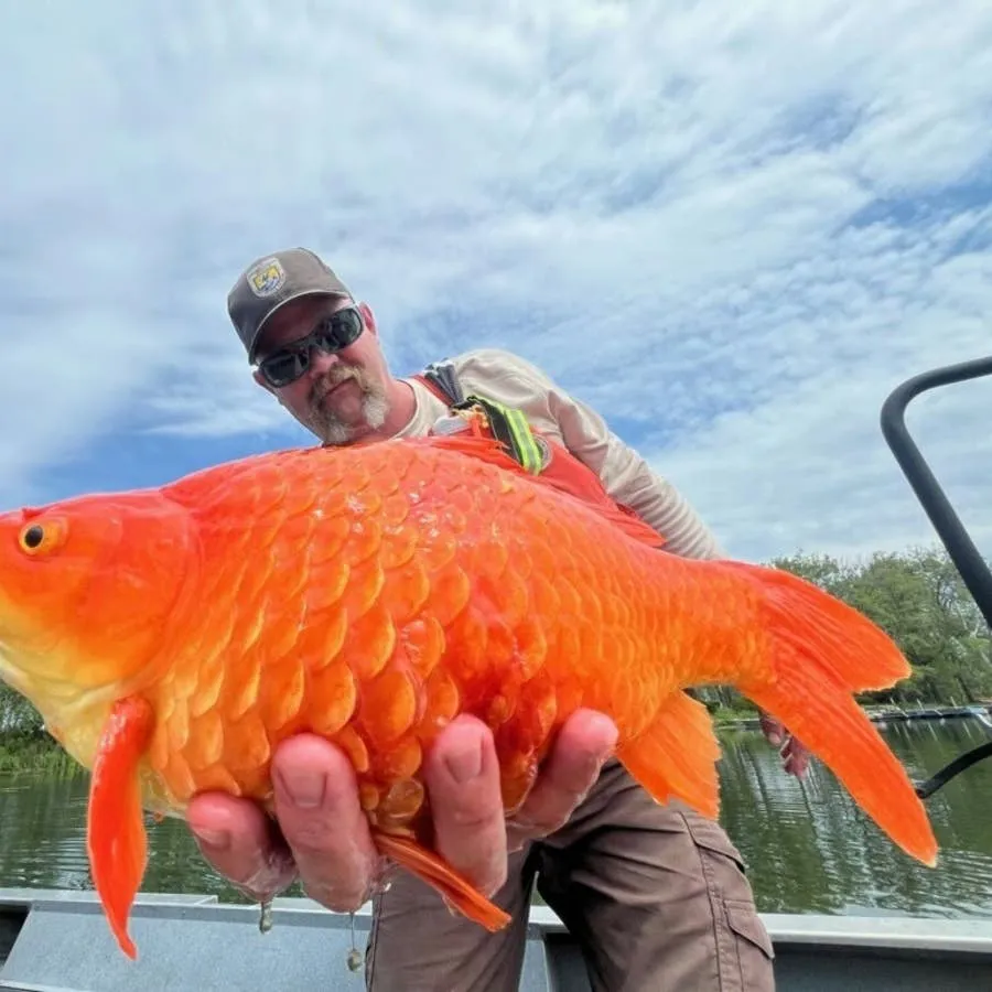 Goldfish Turned Giant Invaders: Why Releasing Pets Into Nature Is a Bad Idea