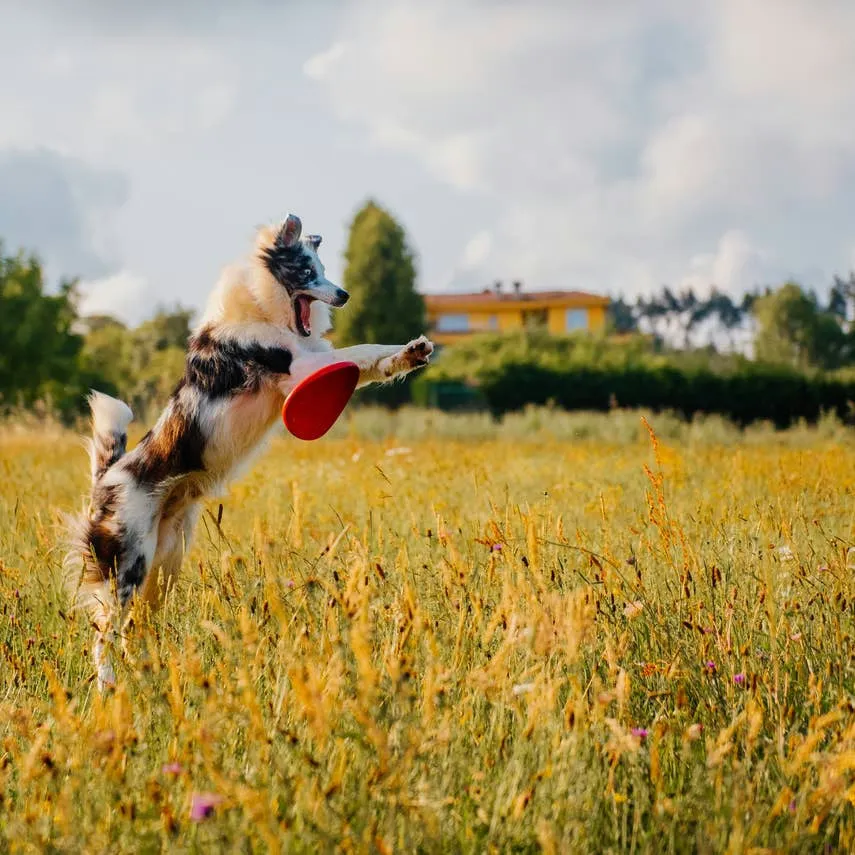 Over 400 Country-Inspired Dog Names and Their Meanings