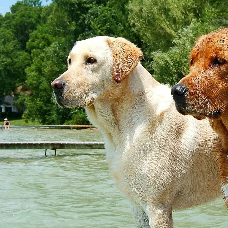 The POMC Gene Mutation and Its Role in Labrador Retriever Obesity