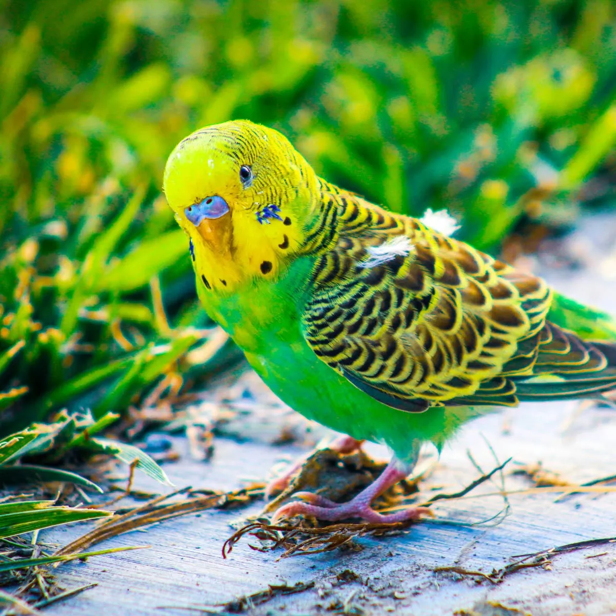 A Practical Guide to Encouraging Speech in Budgerigars