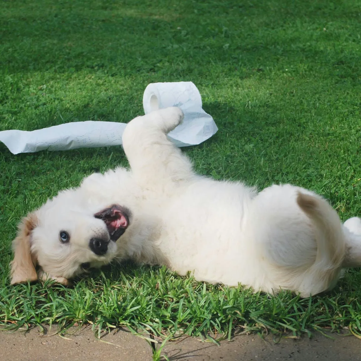 Why Dog Waste Isn't a Lawn Fertilizer: Six Key Reasons