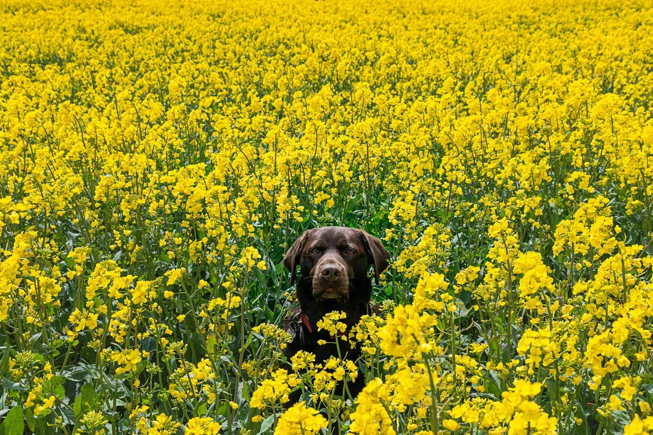 A Chocolate Lab in a field of bright yellow flowers.
