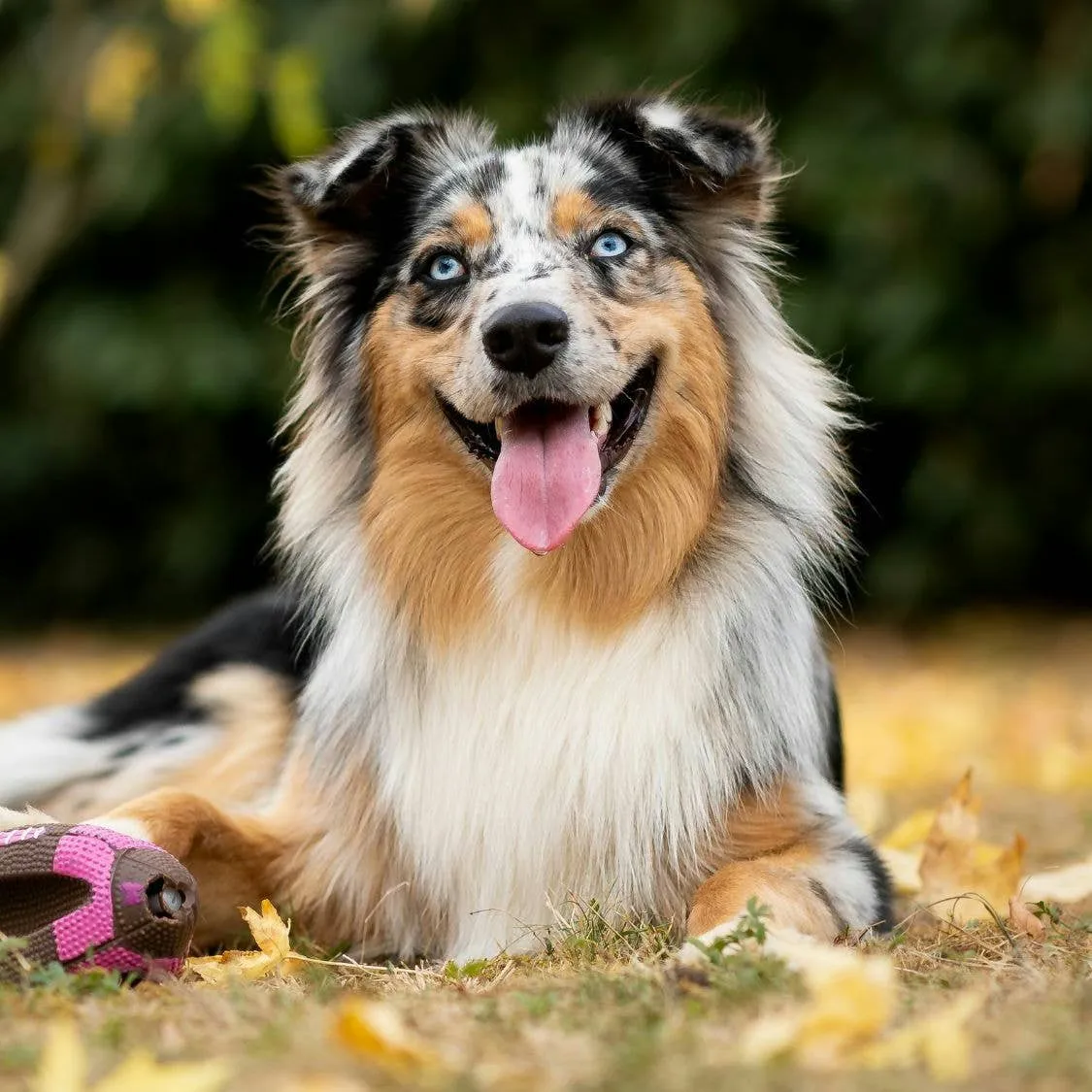 The Complete Aussie Shepherd Handbook: Traits, Care, and Training