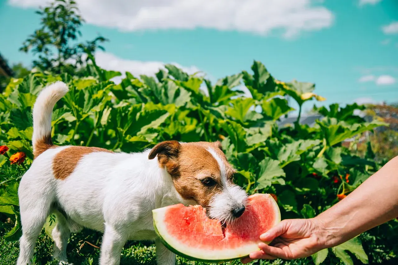 A Jack Russell Terrier chomping on a watermelon slice.