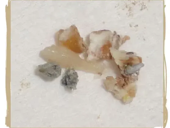 Tapeworm in kitty litter