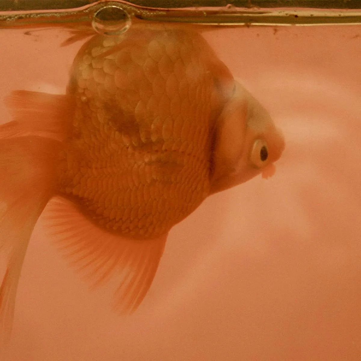 When a Fish Floats Sideways: Recognising and Addressing Swim Bladder Problems