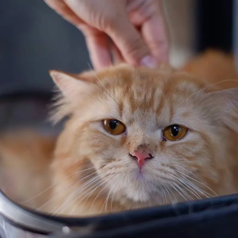 Feline Mourning: New Research Uncovers How Cats React to Losing a Fellow Pet