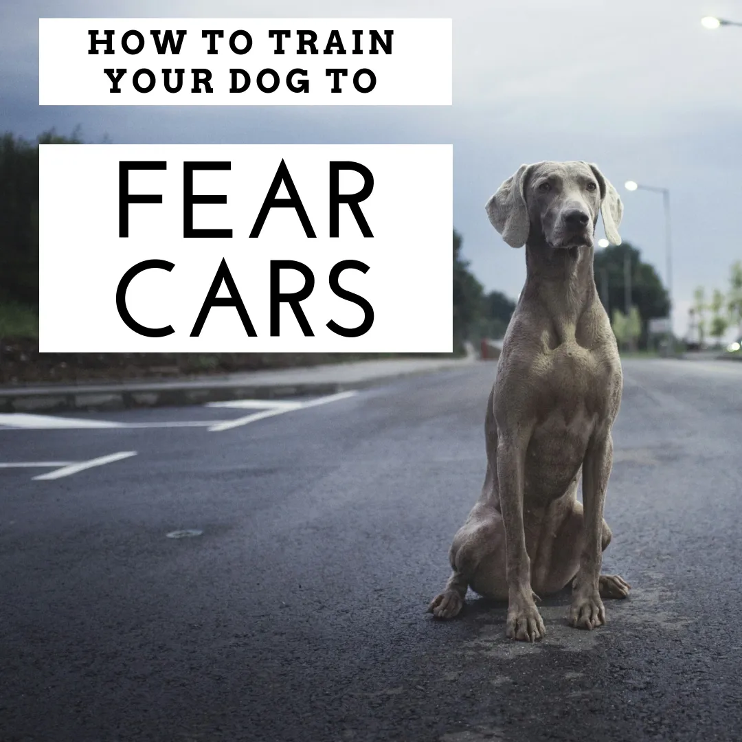 Five Approaches for Teaching Your Dog to Stay Safe Around Vehicles