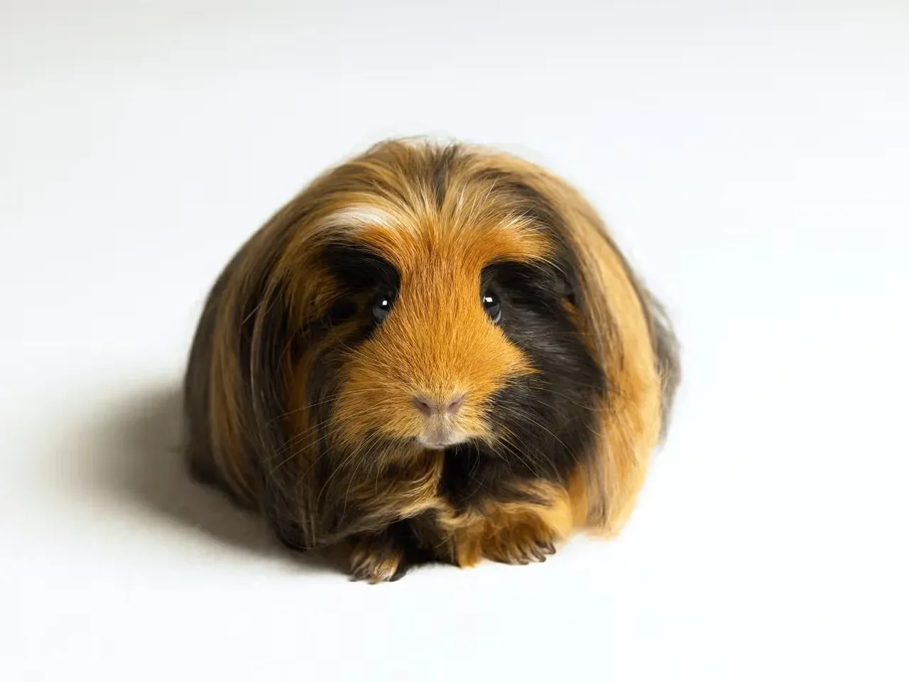 A pretty brown guinea pig laying down.