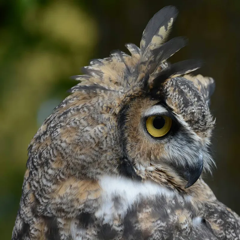 Watch: Barefoot Woman Rushes to Rescue Owl Trapped in a Well