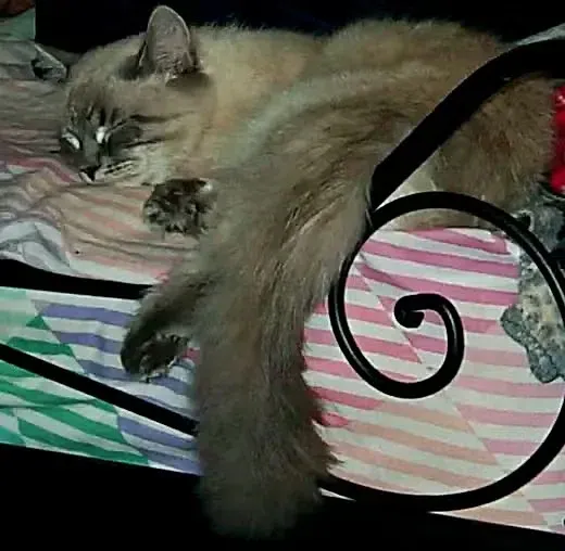 Successfully Cage-Trained Kitty