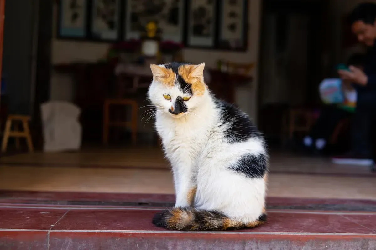 A Calico cat sitting on a patio.