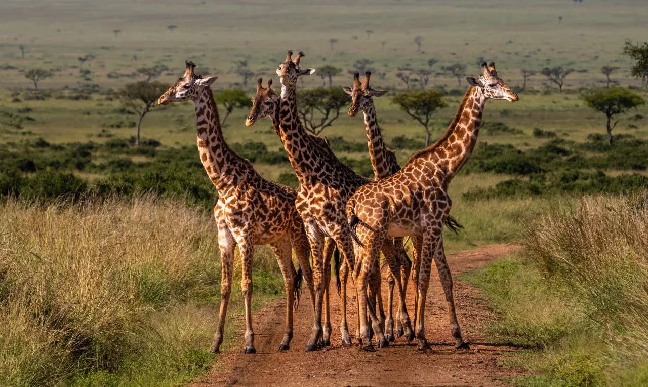 A gathering of giraffes.