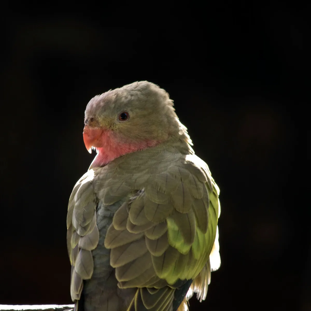 Princess Parrots: A Comprehensive Guide to Their Care