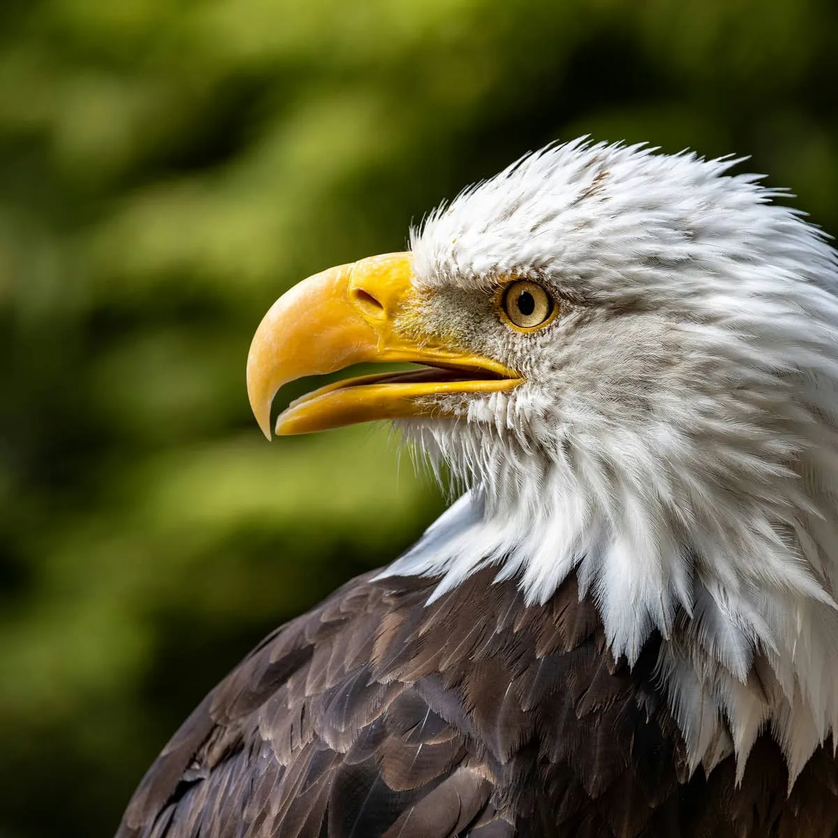 Jackie the Bald Eagle Found Alive After Violent Encounter With Two Younger Eagles