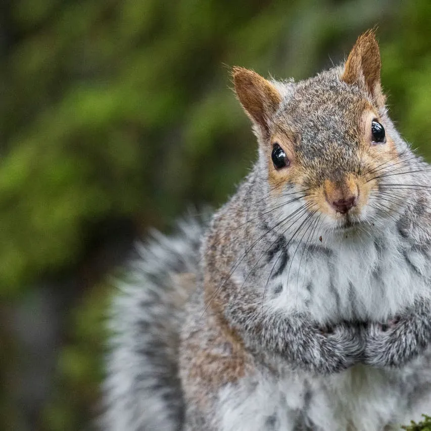 400+ Squirrel Name Ideas for Your Pet: Cute, Funny, and Unique Picks