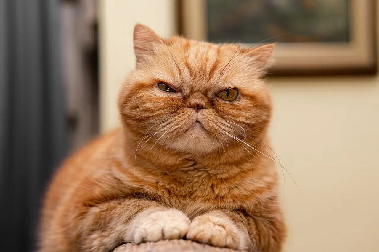 A grumpy