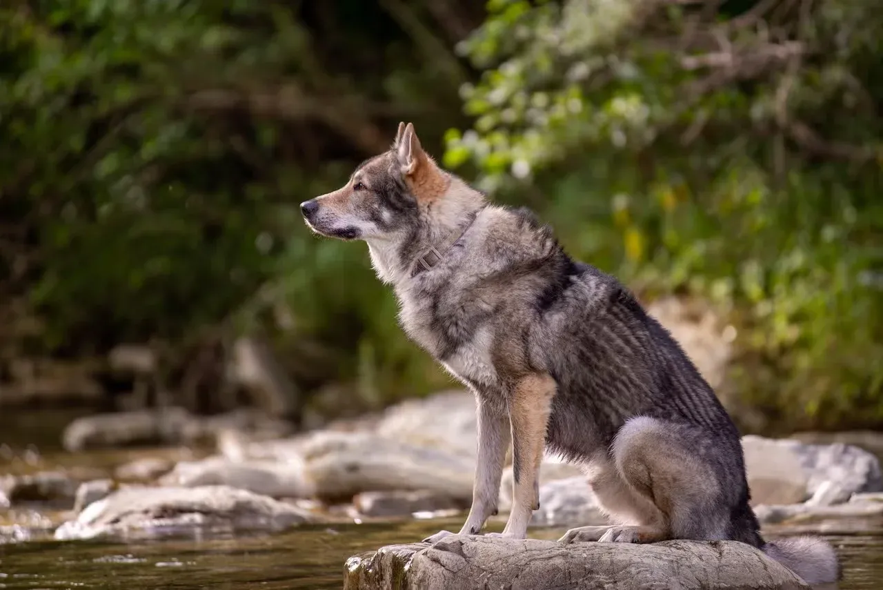 A wolfdog sitting on a rock in a river.