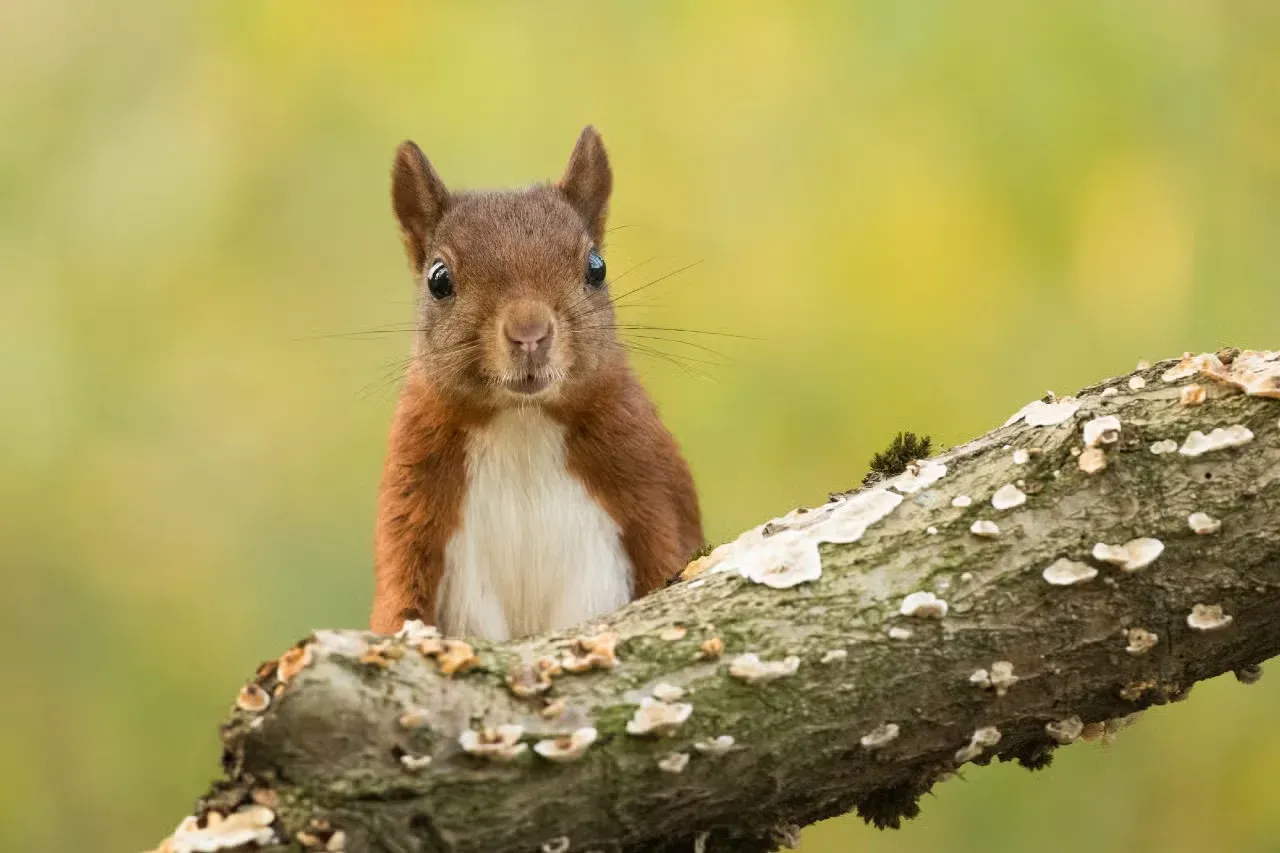 A squirrel peeking over a branch.
