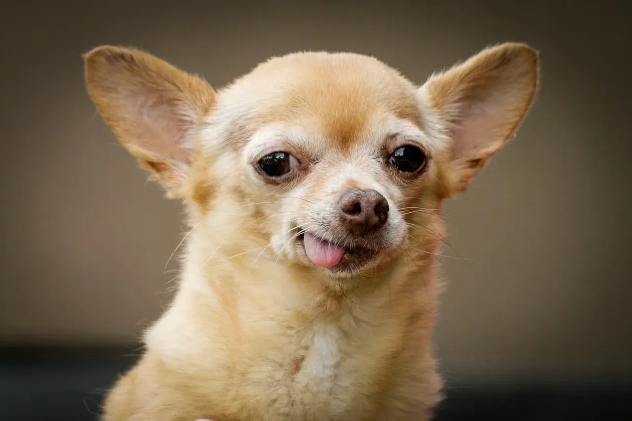 A sassy Chihuahua sticking out their tongue.