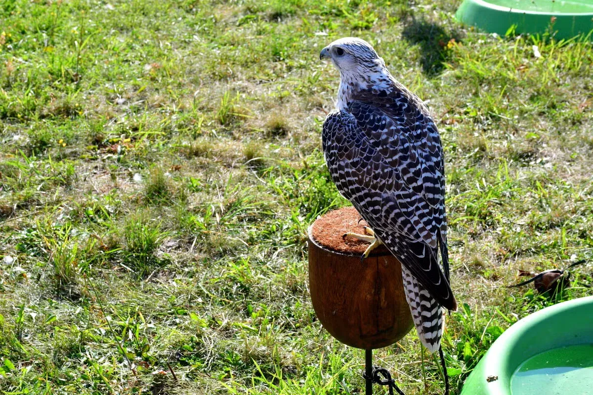 Not every hawk sighting means the bird lives nearby.