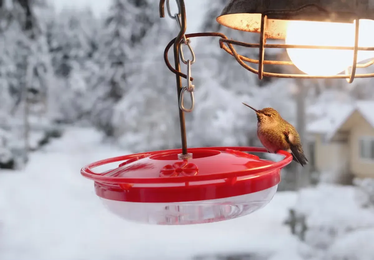 These tiny birds don’t always follow the same migration schedule.