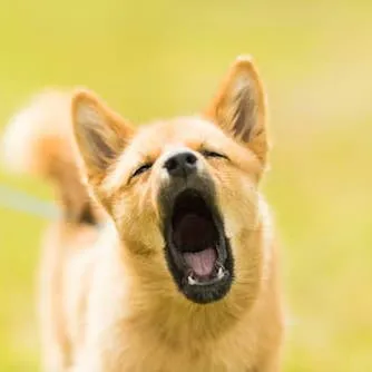Effective Strategies for Curbing Your Dog's Barking Habit