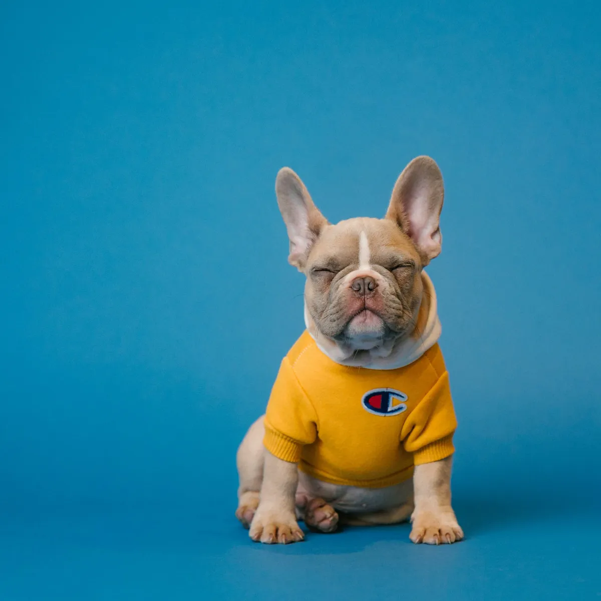 New to Bulldogs? Six Must-Have Supplies Before You Bring One Home