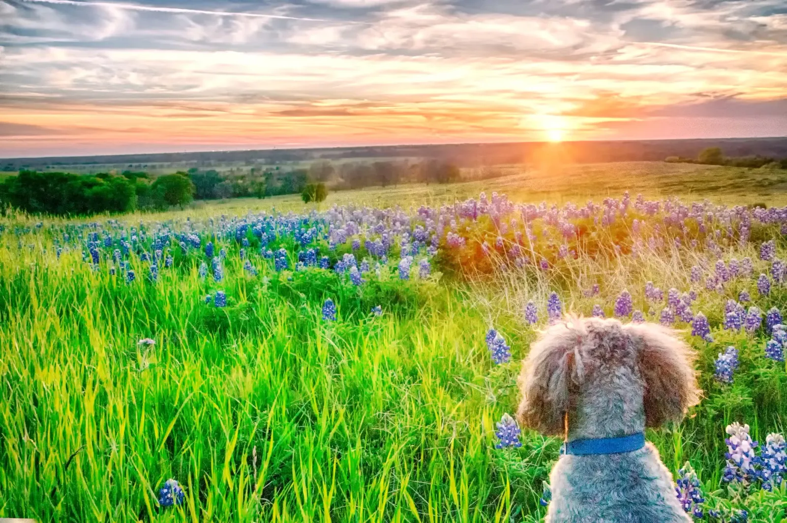 A dog watching the sunset in a field of Texas Bluebonnets.