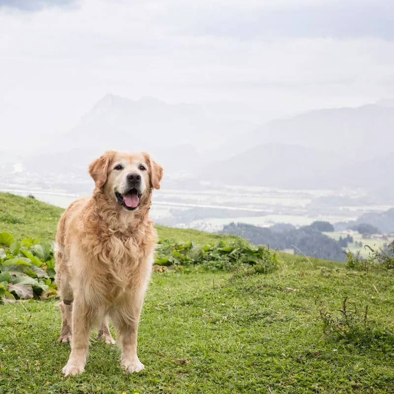 Golden Retriever Trivia: 35 Things You Probably Didn't Know