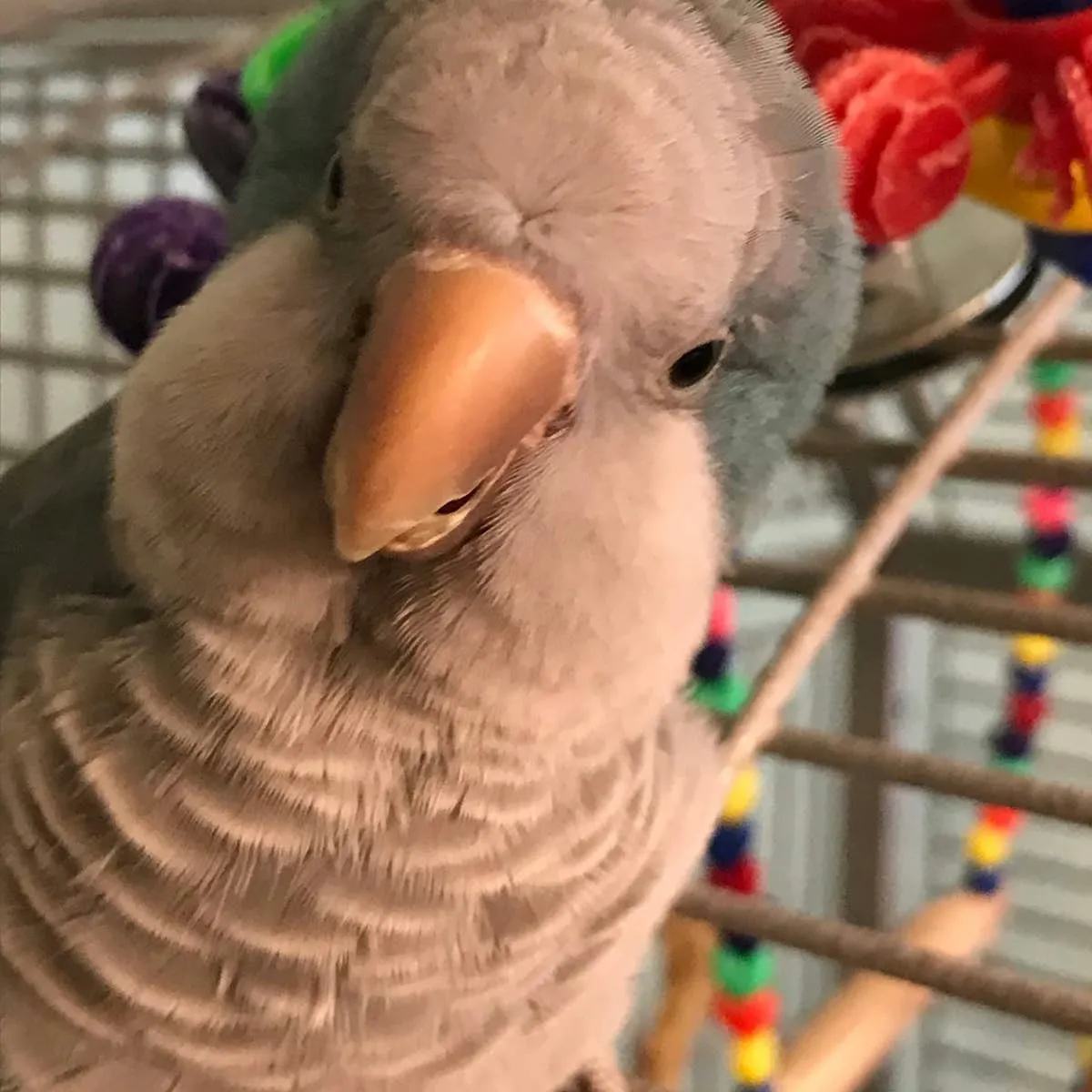 A Complete Guide to Raising a Happy Quaker Parrot