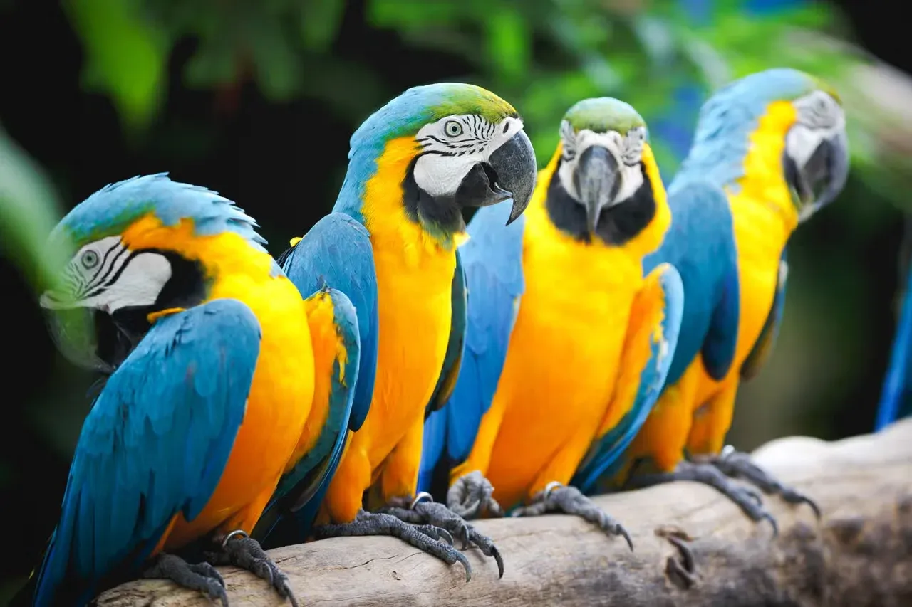 Four Macaws lined up on a branch speaking.