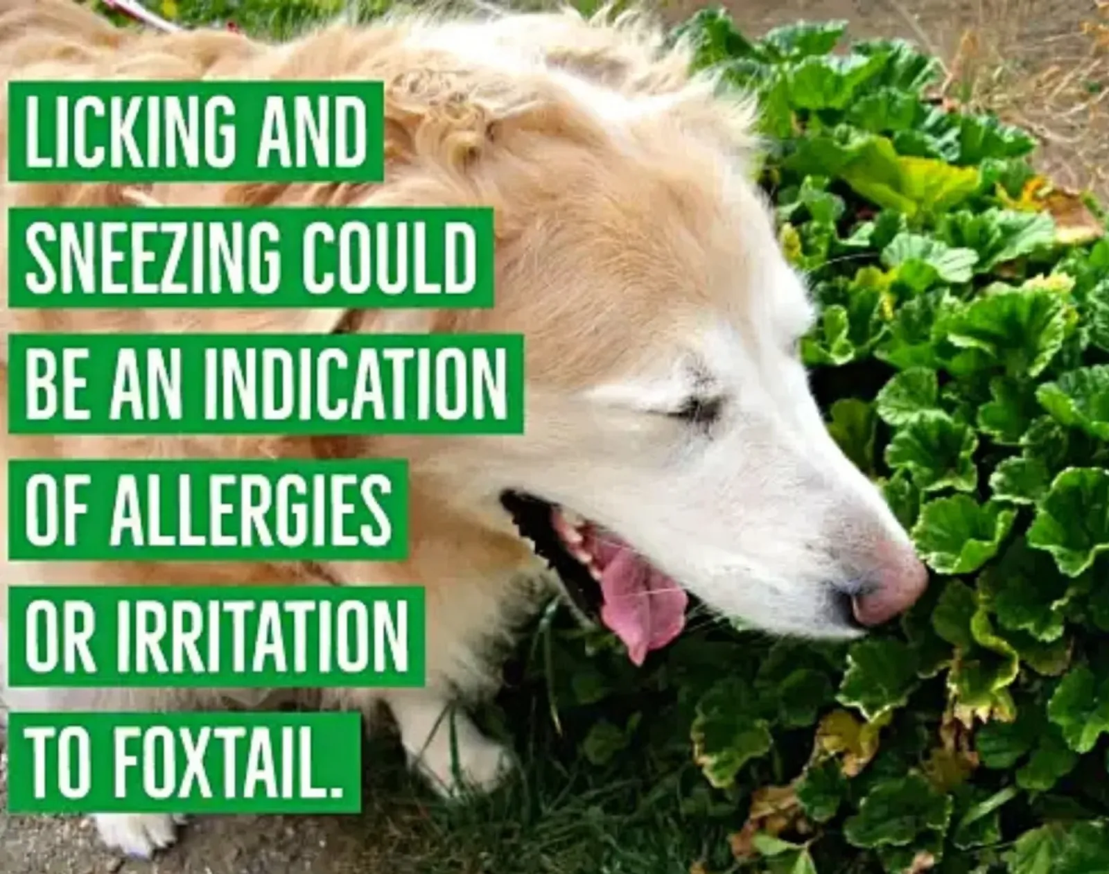 Allergies and Foxtail Infographic