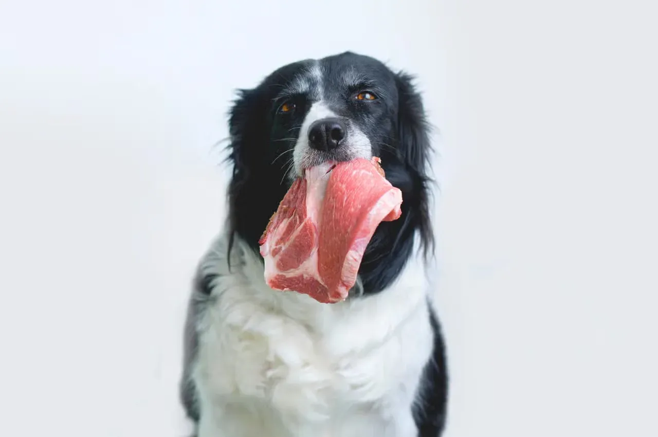 Dog with meat