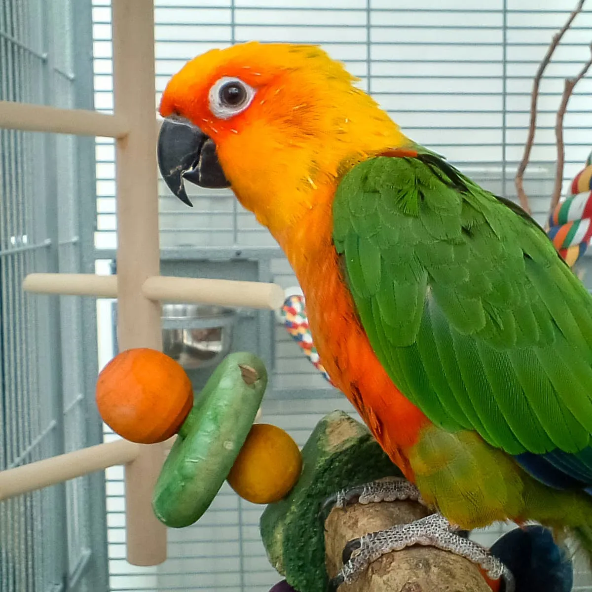 Persuading Your Parrot to Return to Its Cage: Techniques That Work
