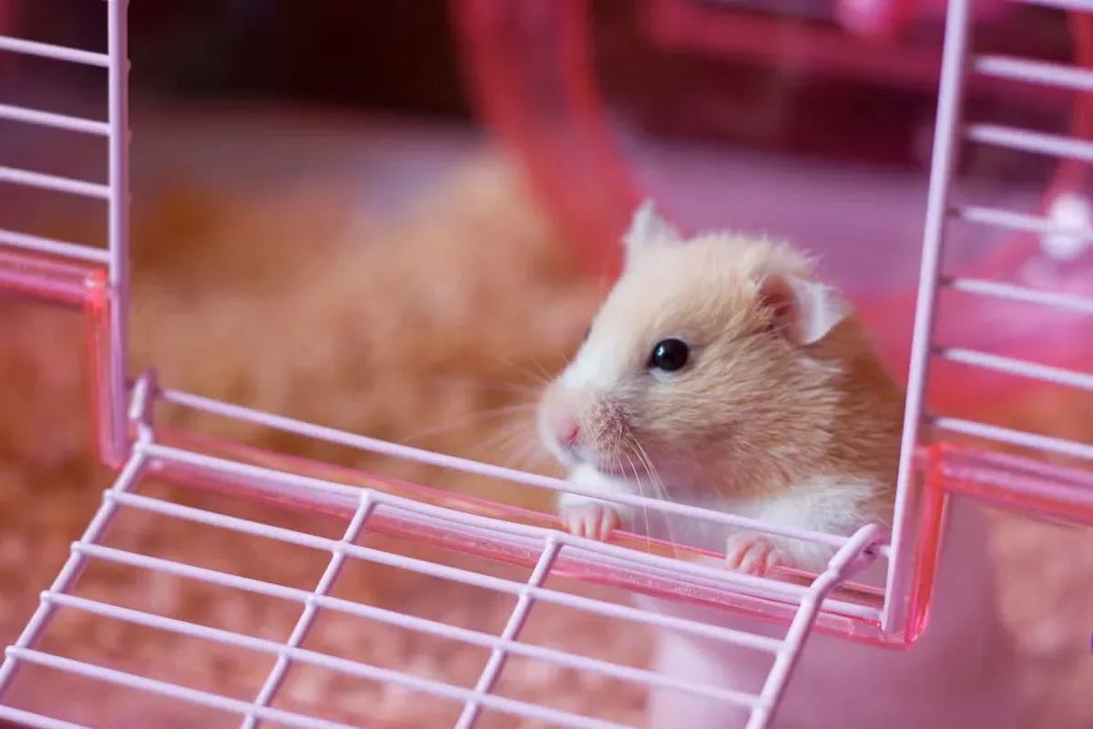 A pet hamster hanging out in its cage.
