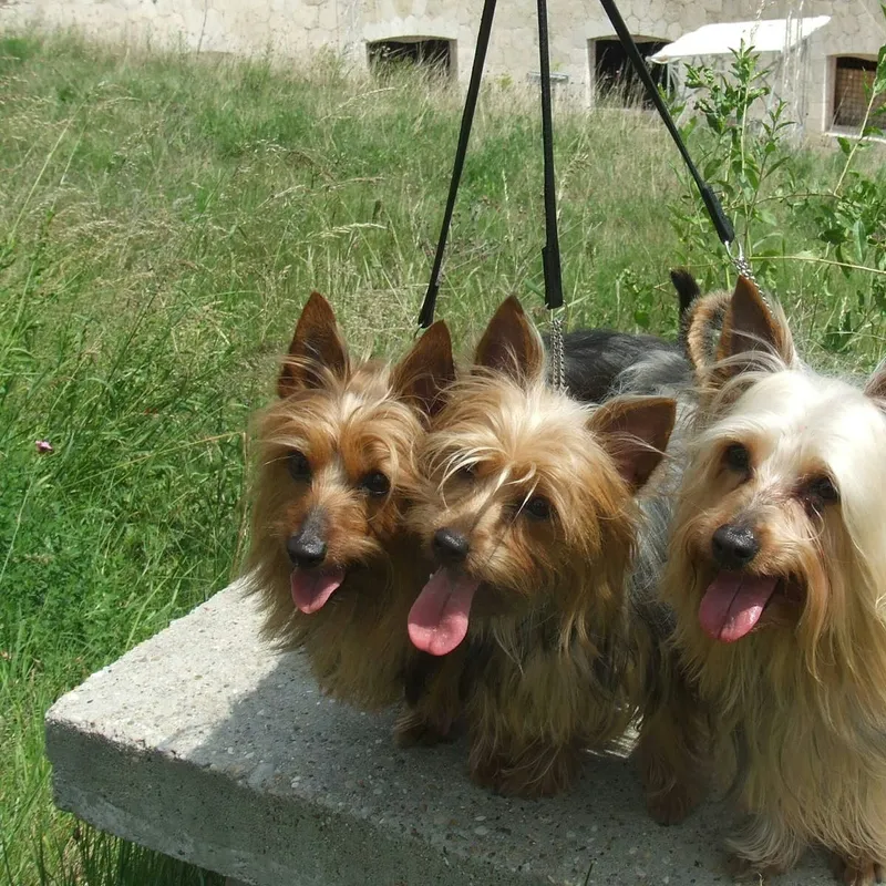 Australian Silky Terrier: A Complete Guide to This Toy Breed