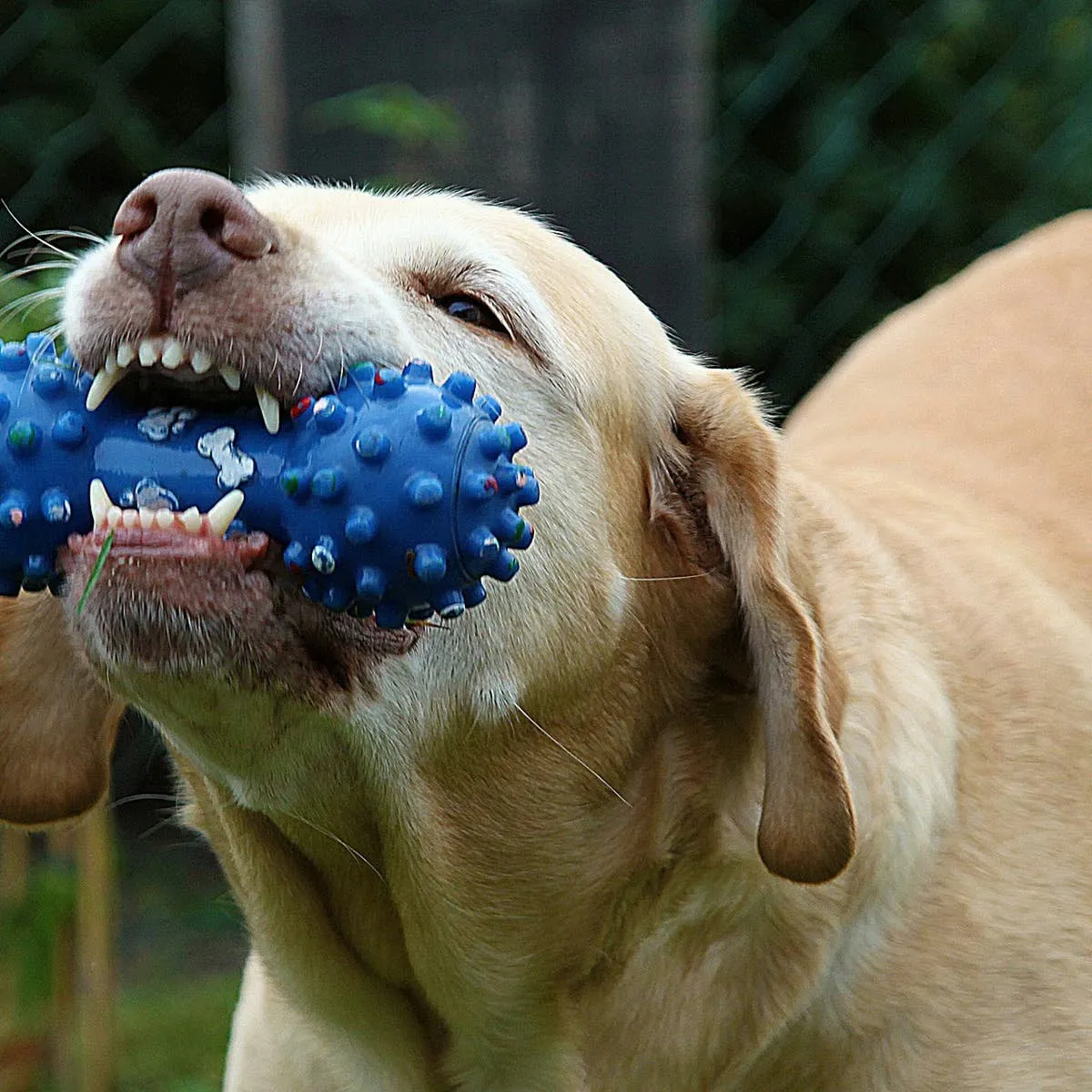 Addressing a Noisy Dog Next Door: Peaceful Approaches and Practical Solutions