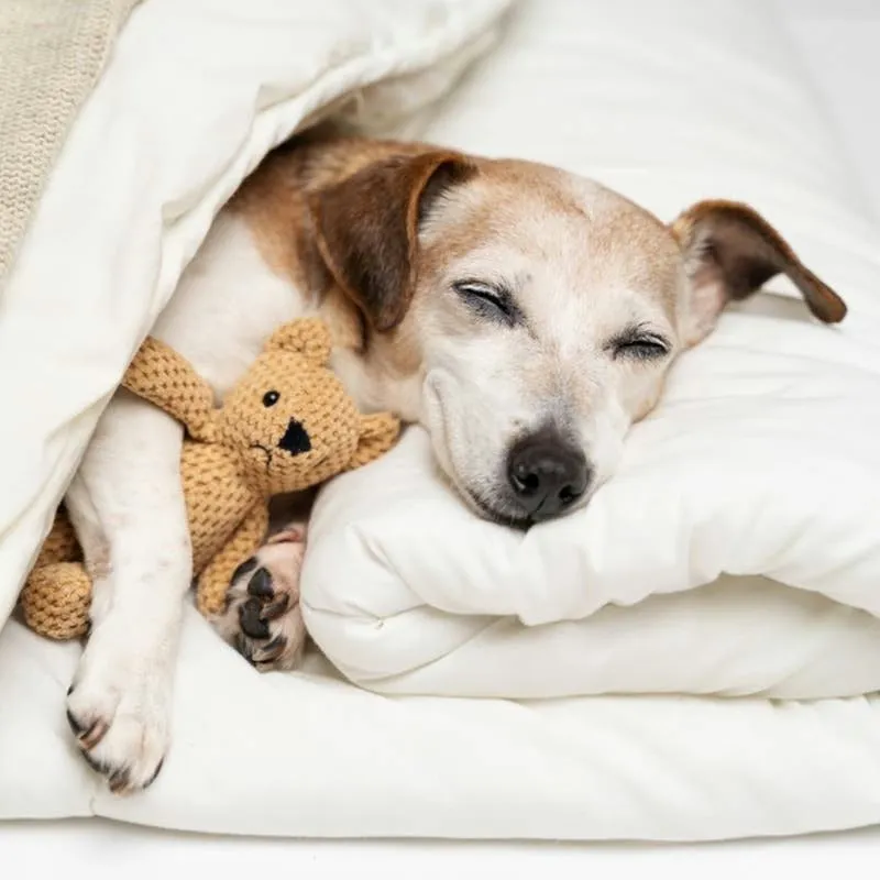 Deaf Rescue Dog Experiences His First Morning in a Forever Home on Camera