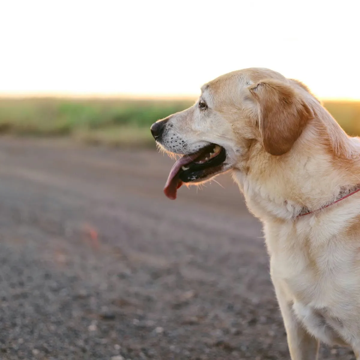 Rethinking the Daily Walk: When Routine Strolls Become a Source of Canine Stress