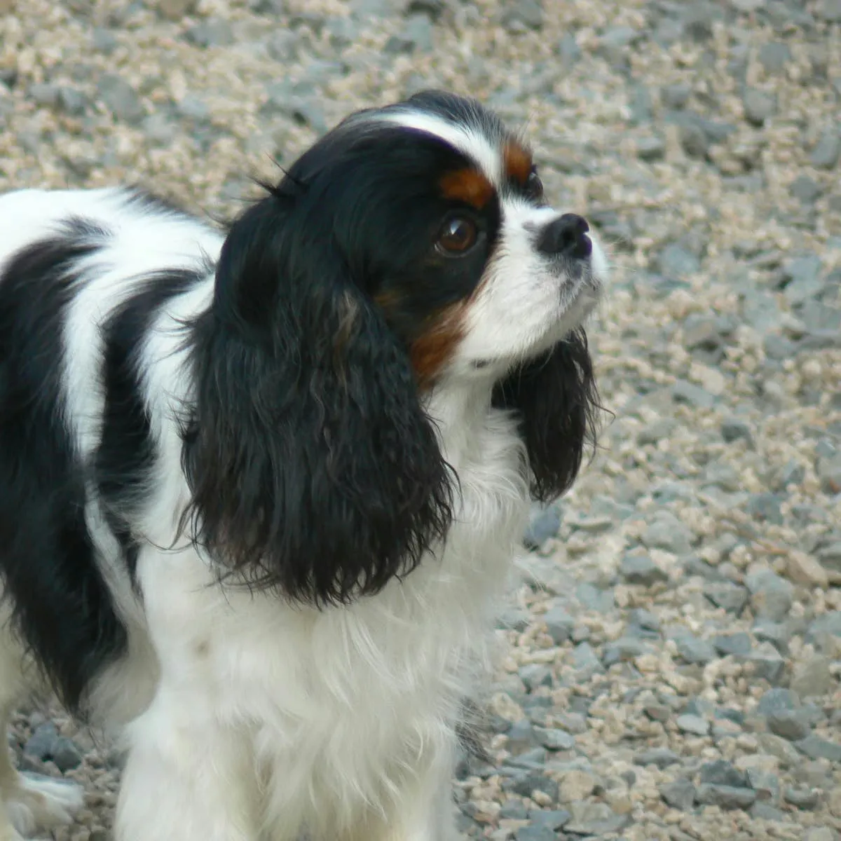 Five Reasons Cavalier King Charles Spaniels Make Wonderful Companions