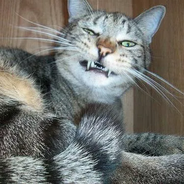 Feline Sneezing: Common Triggers and When to Seek Veterinary Care