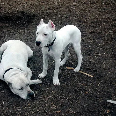 Dogo Argentino: Unraveling the Truth Behind the Argentine Mastiff