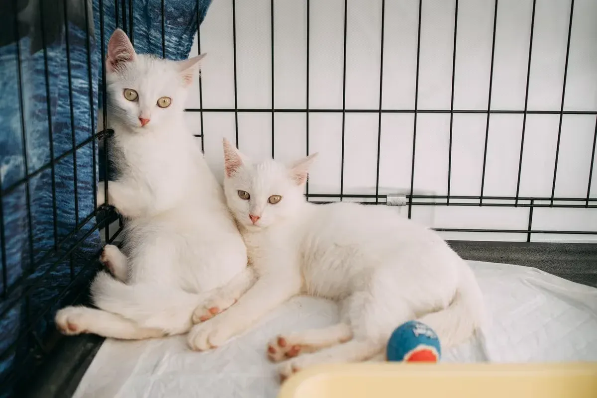 A pair of white kittens cuddling in their kennel.