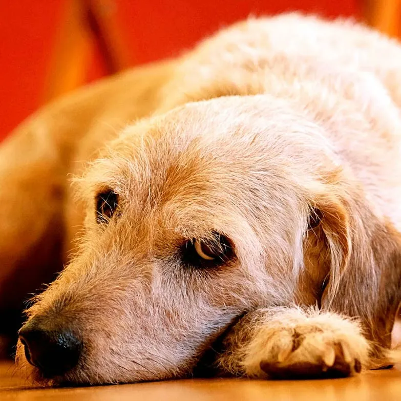 Senior Dog Urinating Indoors: Causes and Management Options