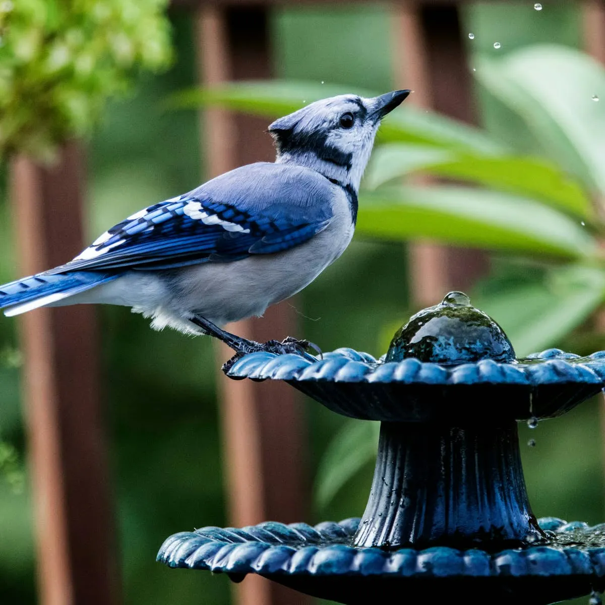 Backyard Bird Feeding: Six Common Kitchen Items That Pose Risks to Wild Birds
