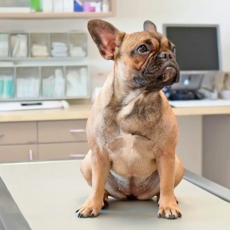 Canine Lymphoma: 7 Non-Chemo Options to Consider