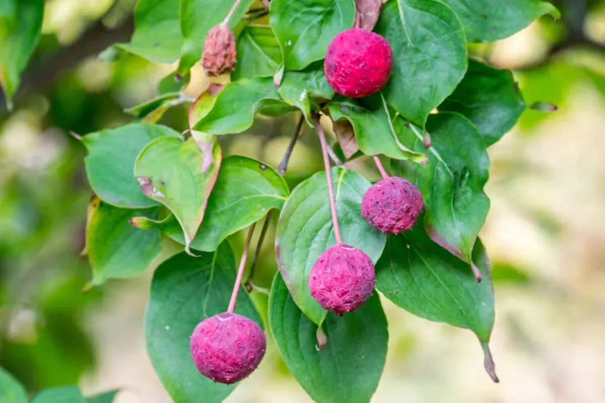 Fruit-bearing plants can help attract robins to your yard.