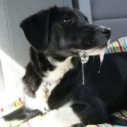 When Your Dog's Saliva Production Spikes: Causes and What to Do