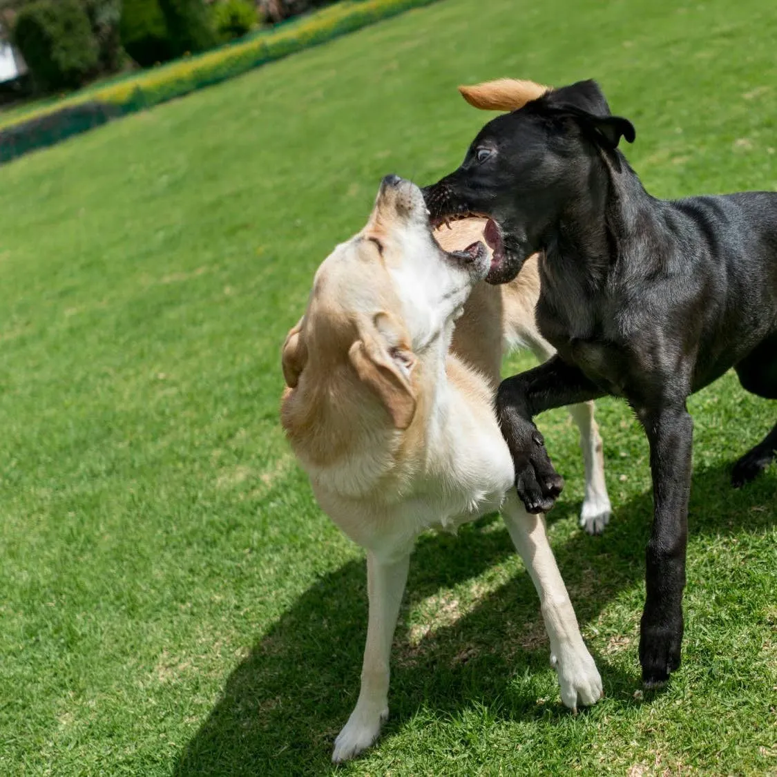 Supporting Your Canine Companion's Emotional Healing Following an Attack by Another Dog